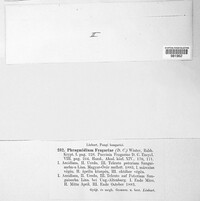 Phragmidium fragariae image